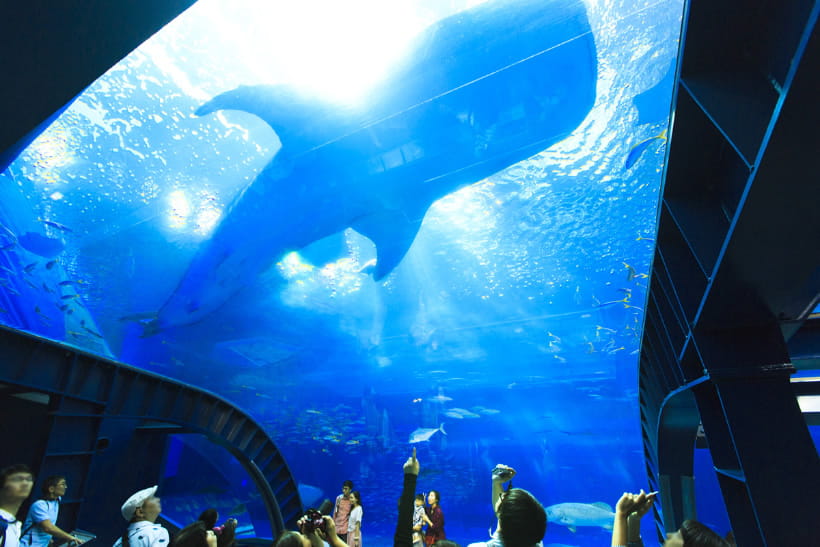 【美丽海水族馆~黑潮之海(附门票)~海豚表演(自由参观)~海牛馆(自由参观)~海龟馆(自由参观)】